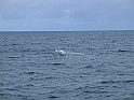 Obraz 481